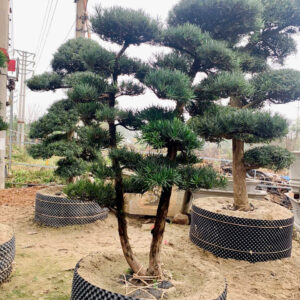 Cây tùng 241244