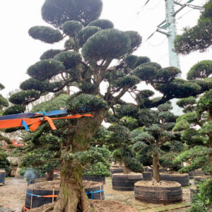 Cây tùng 241353