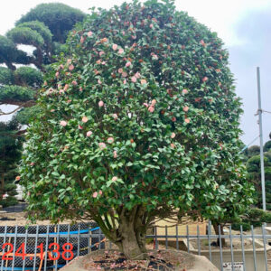 Trà hồng cánh xếp 24138