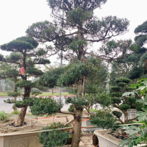 Cây tùng 241434