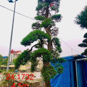 Cây tùng 241732