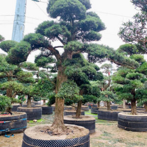 Cây tùng 241807