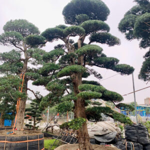 Cây tùng 242217