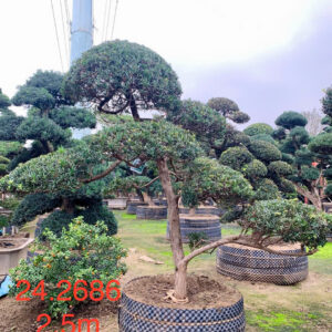 Cây tùng 242686