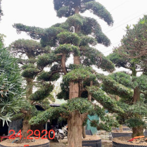 Cây tùng 242920