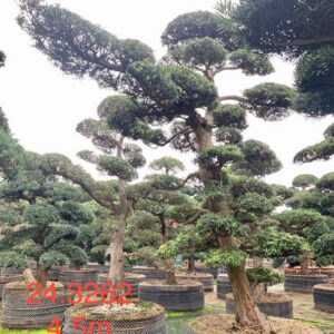 Cây tùng 243262