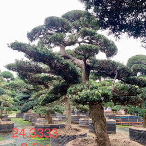 Cây tùng 243333