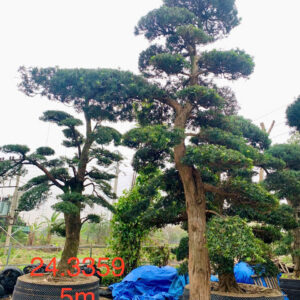Cây tùng 243359