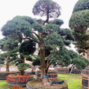 Cây tùng 24337