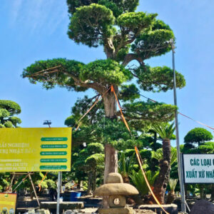 Cây tùng 24352