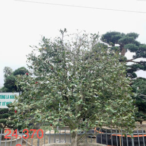 Trà đỏ 24370