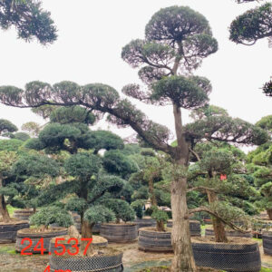 Cây tùng 24537