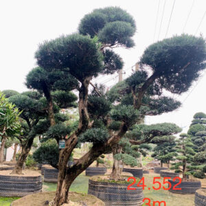 Cây tùng 24552