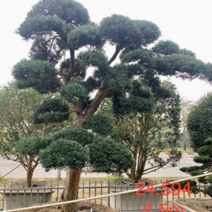 Cây tùng 24594