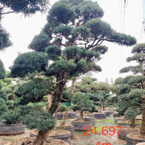 Cây tùng 24697