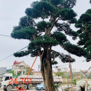 Cây tùng 24701