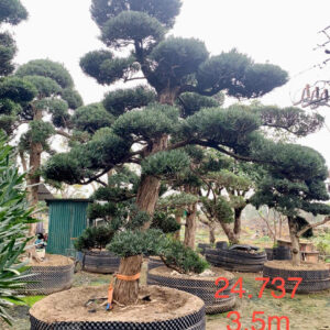 Cây tùng 24737