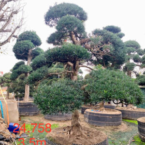 Cây tùng 24758
