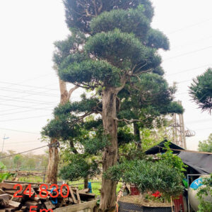 Cây tùng 24830
