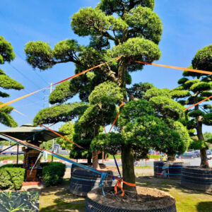 Cây tùng 24889