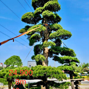 Cây tùng 24900
