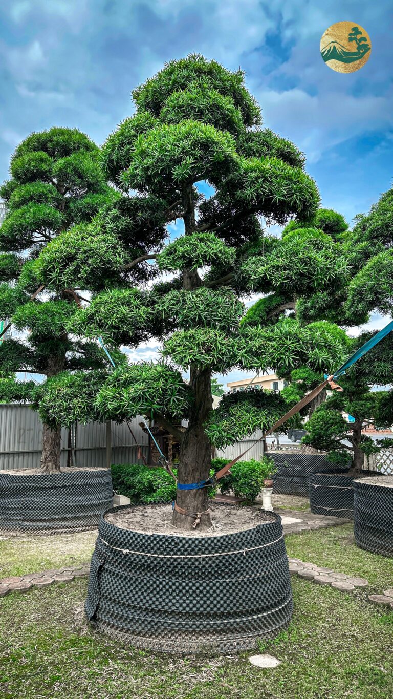Cách uốn, tạo thế cây Tùng La Hán đẹp chuẩn Bonsai 