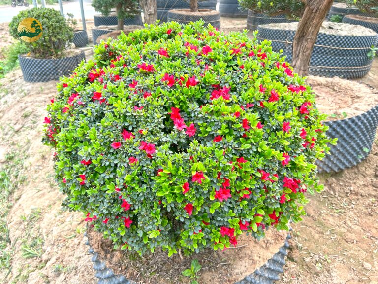 Hoa đỗ quyên nở vào mùa nào, nở bao nhiêu ngày thì tàn?