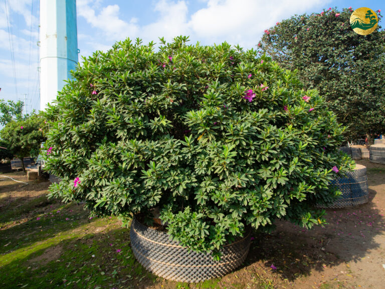 Tuổi thọ của cây hoa đỗ quyên & yếu tố ảnh hưởng