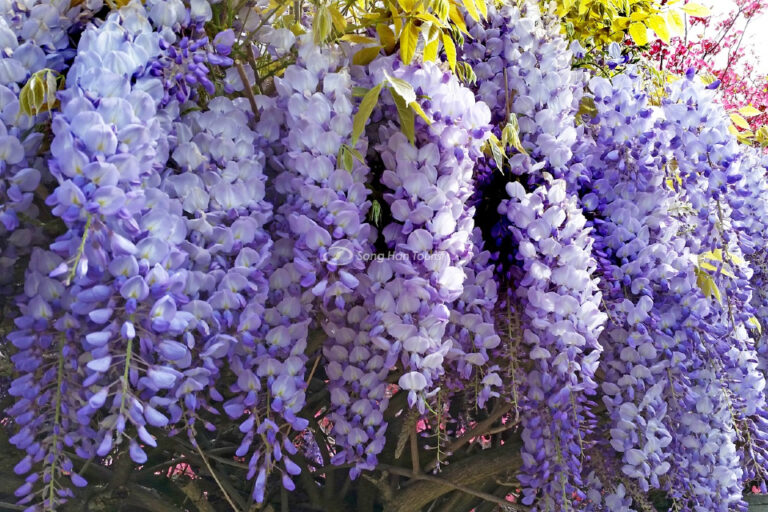 Giải đáp: Hoa Tử Đằng nở tháng mấy? vào mùa nào trong năm