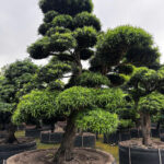 Cách chọn cây Tùng La hán dáng thế đẹp