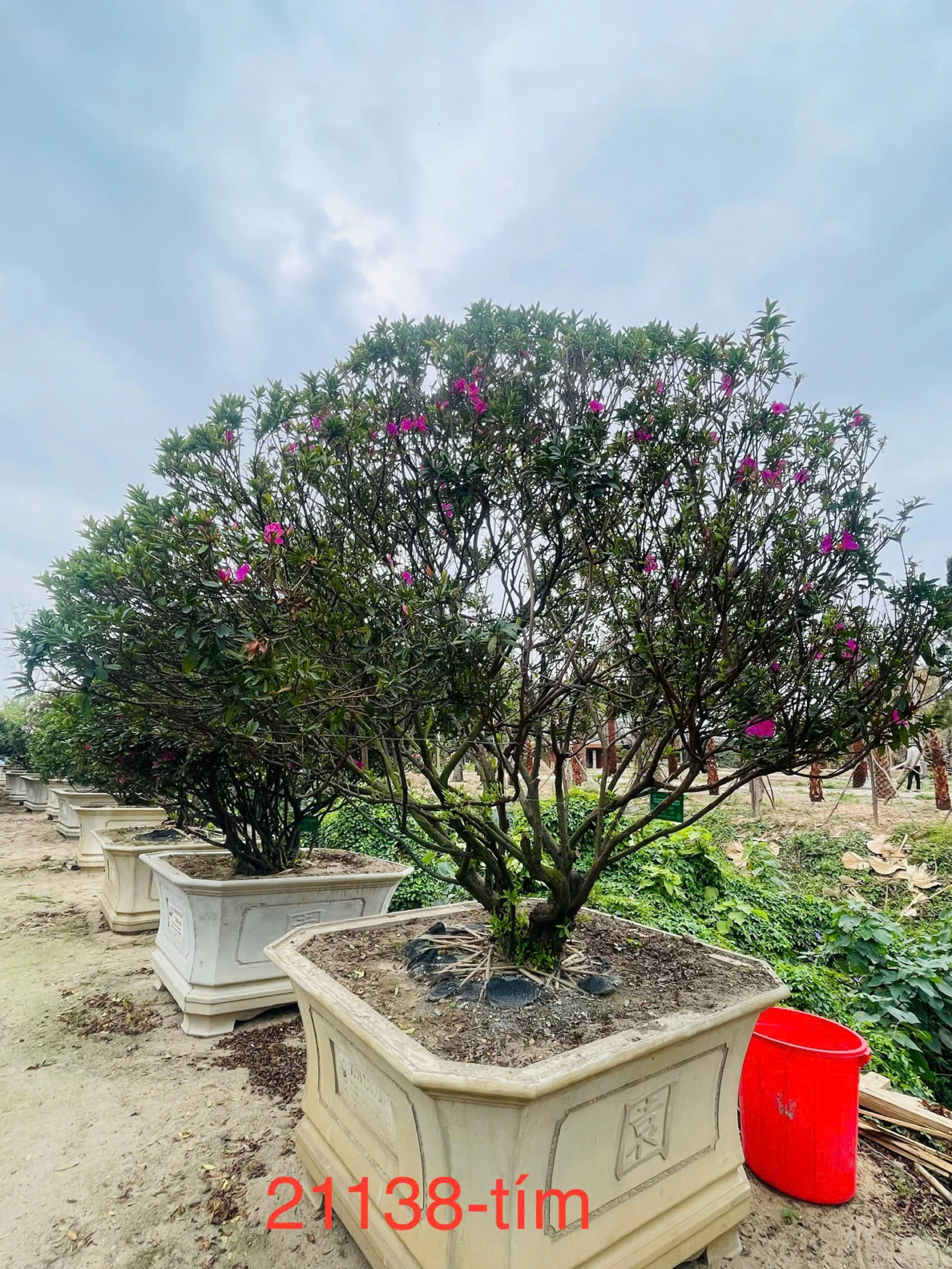 Đỗ Quyên 21138