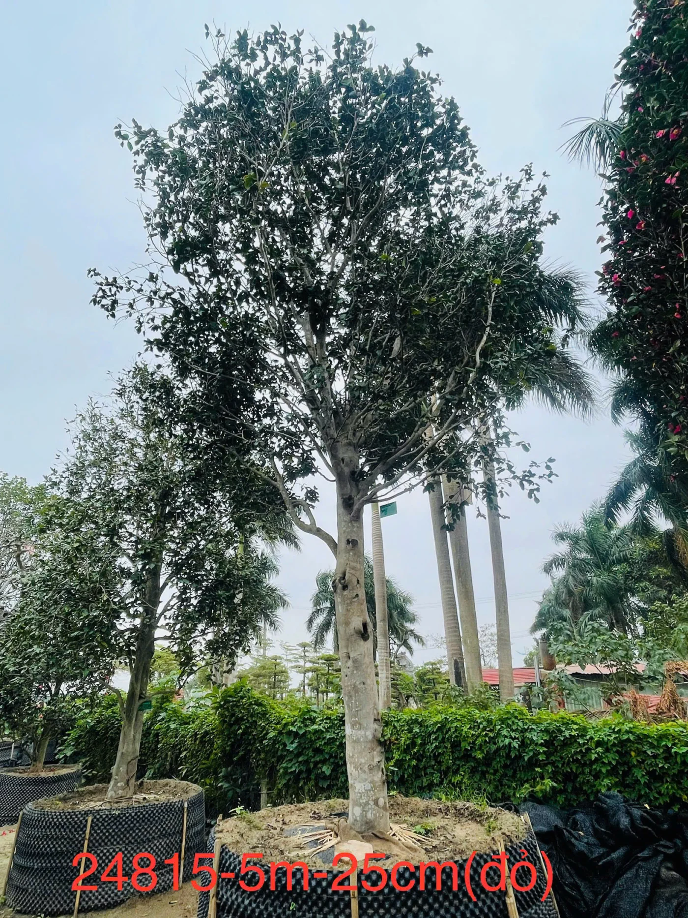 Hoa Trà Đỏ 24815