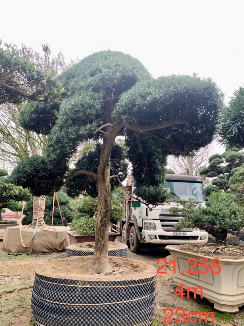 Tùng La Hán 21258