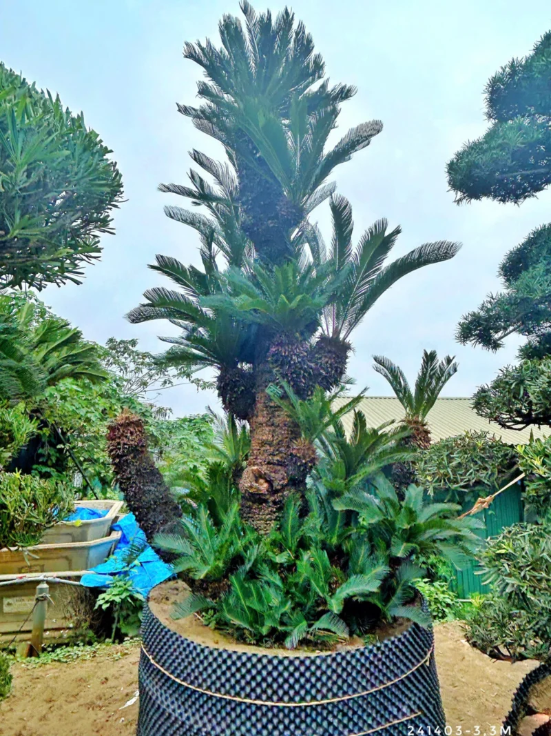 Vạn Tuế 241403