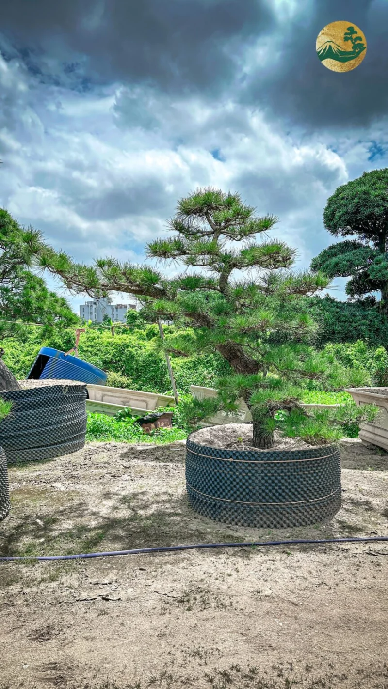 Thông Đen 242854